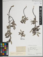 Foto von Salix lapponum L.